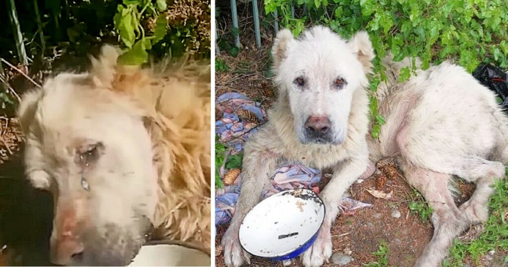 The Disabled Dog Cried When He Was Fed After 3 Weeks In The Sun And The Miracle Happened