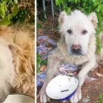 The Disabled Dog Cried When He Was Fed After 3 Weeks In The Sun And The Miracle Happened