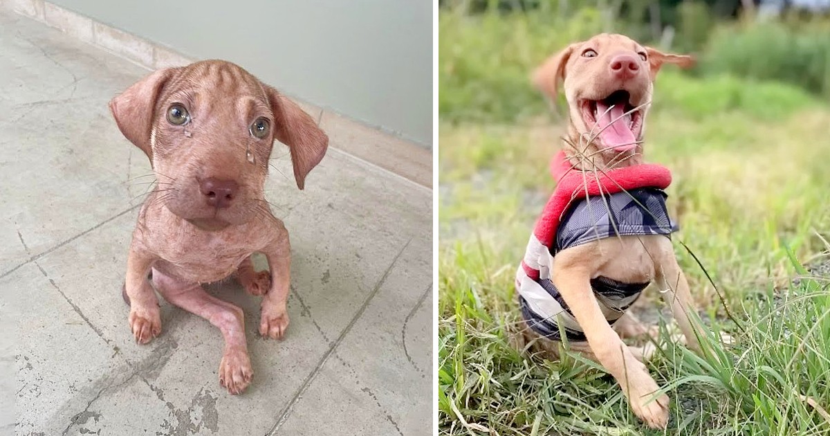 Devoted Sister Makes Emotional Plea for Help to Support Disabled Puppy in Need