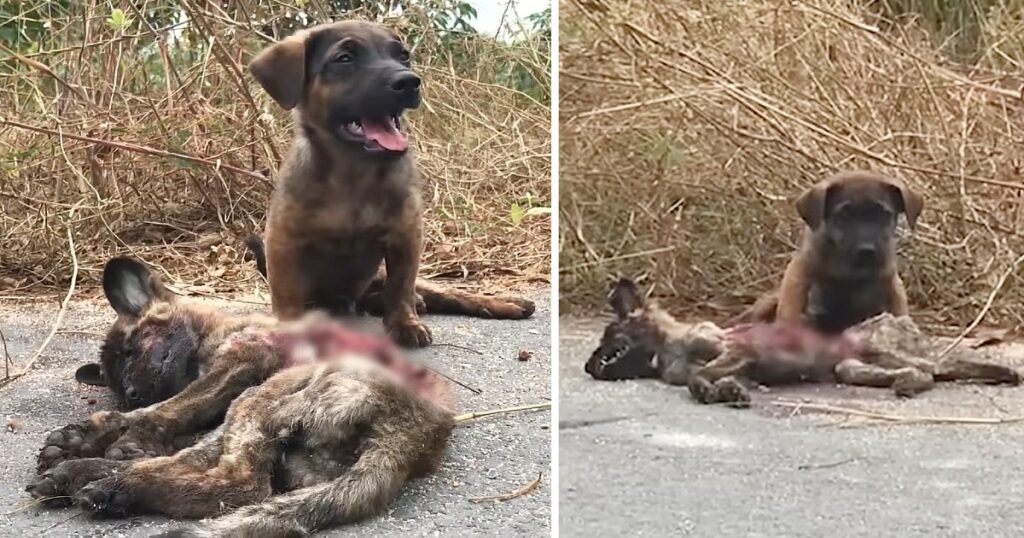 Little Dog Praying For Help From Strangers To Save His Friend In Aa Traffic Accident