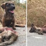 Little Dog Praying For Help From Strangers To Save His Friend In Aa Traffic Accident