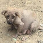 The pregnant dog mother was abandoned at the garbage dump, and she had to overcome many difficulties when thinking about her soon-to-be-born little ones