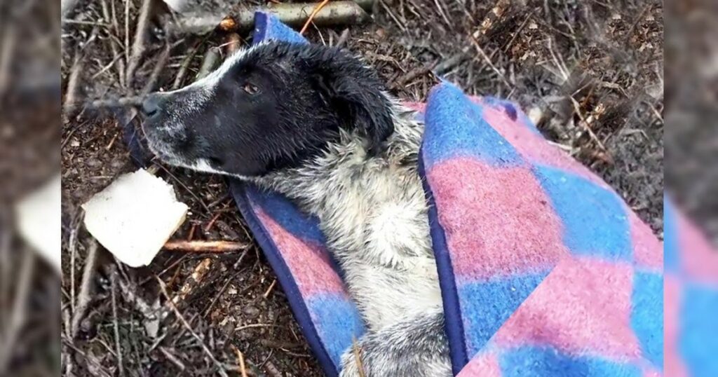 He Lost Hope And Cried Helplessly By The Roadside For Days, People Ignored Him