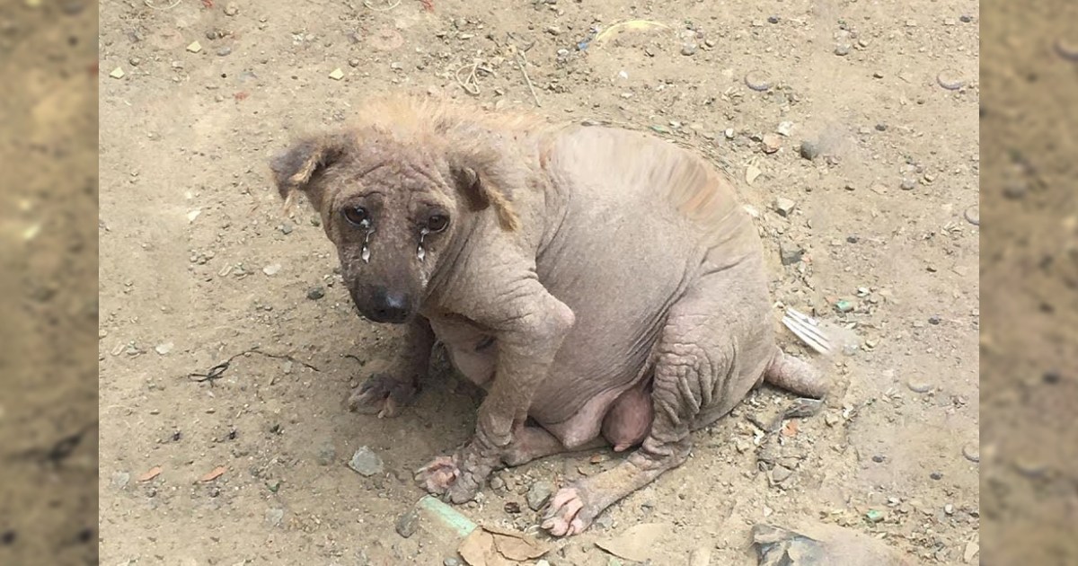 The pregnant dog mother was abandoned at the garbage dump, and she had to overcome many difficulties when thinking about her soon-to-be-born little ones