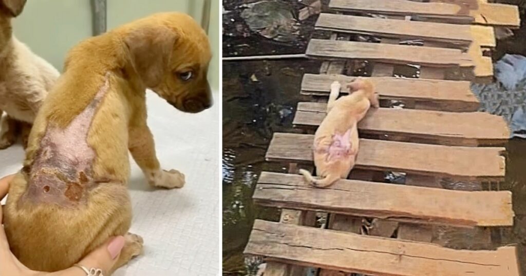 Abandoned and Abused: The touching story of a pitiful dog abandoned by its owner lying on a plank just letting this cruel fate decide