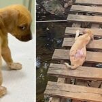 Abandoned and Abused: The touching story of a pitiful dog abandoned by its owner lying on a plank just letting this cruel fate decide