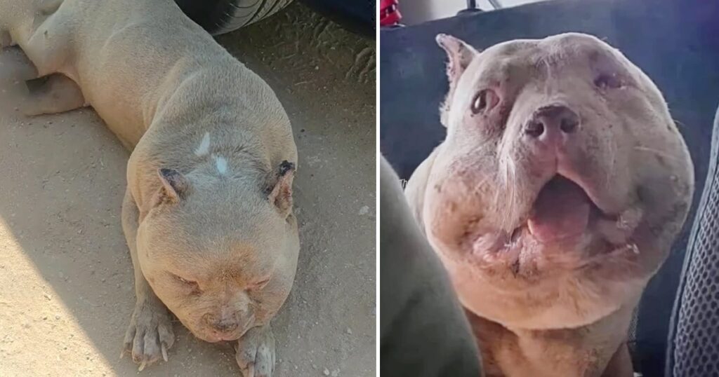 Poor Young Dog Who Endured a Miserable Life Made Me Cry