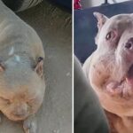 Poor Young Dog Who Endured a Miserable Life Made Me Cry