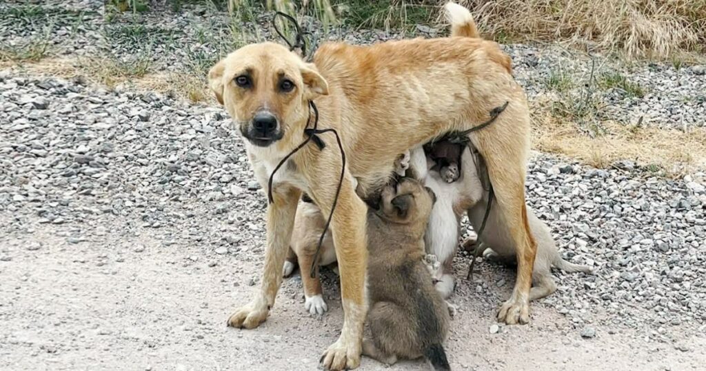 Abandoned And Alone: Mother Dog And Her Pups Saved From The Dangers Of The Wilderness.