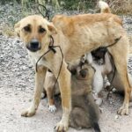 Abandoned And Alone: Mother Dog And Her Pups Saved From The Dangers Of The Wilderness.