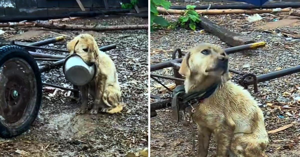 He Held An Empty Bowl In His Mouth And Begged Passerby For Mercy, But Was Rejected