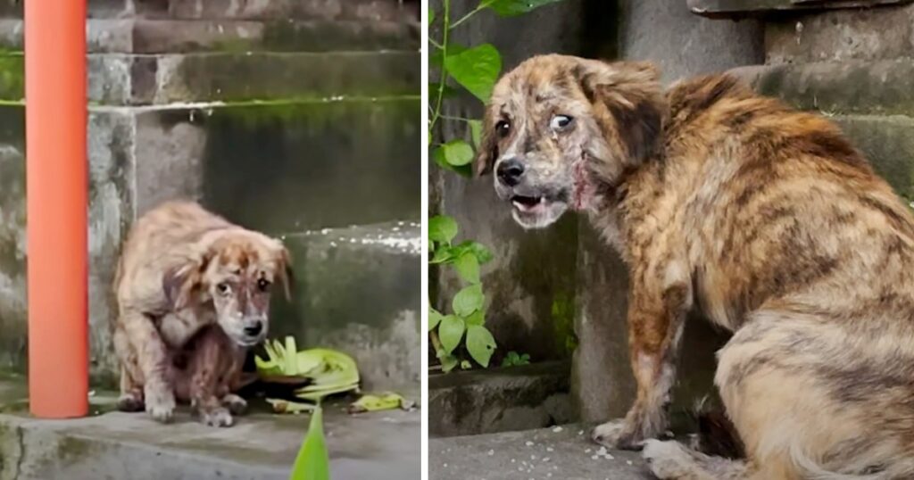 Stray Puppy Gets Rescued And Can’t Stop Jumping For Joy