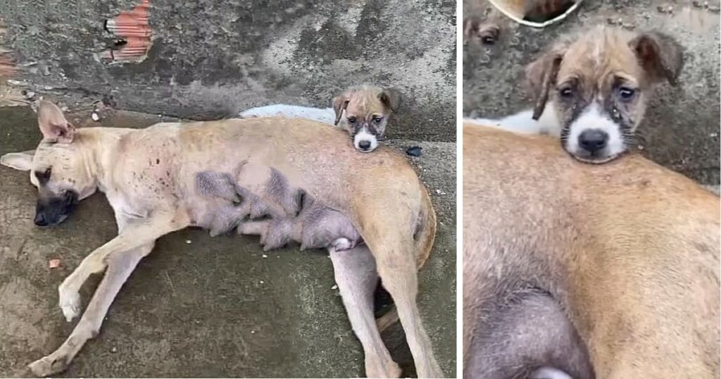 Little Puppy Hugged & Kissed His Weak Mother Hope Love Can Save Her From Contamination…