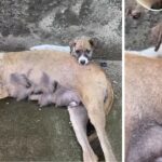 Little Puppy Hugged & Kissed His Weak Mother Hope Love Can Save Her From Contamination…