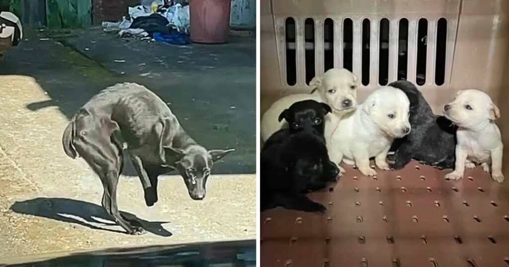 1 month Struggle to survive, A stray mom dog without two front feet begging help for her 6 pups