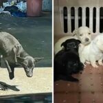 1 month Struggle to survive, A stray mom dog without two front feet begging help for her 6 pups