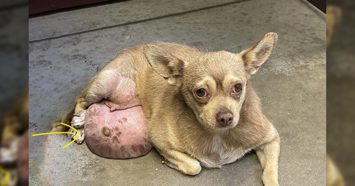 She Was Thrown Alone In The Field, Suffering From The Biggest Tumor. She Had A Sad &  Hard Life But She Wasn’t Alone