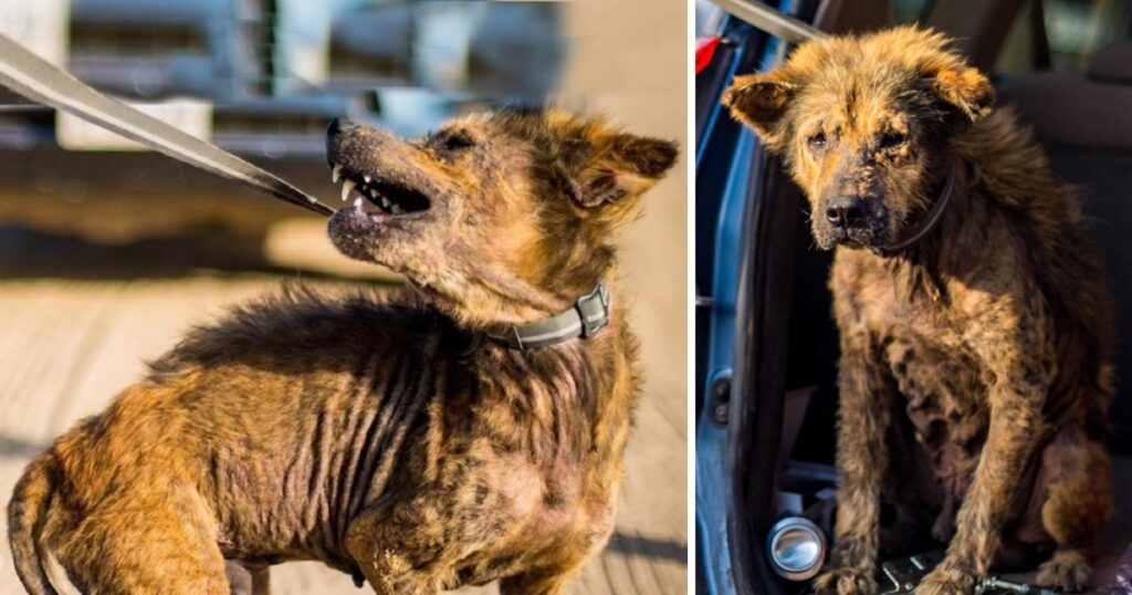 Guy Rescues Coyote-Looking Dog And Can’t Believe What He Looks Like Two Years Later