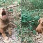 Little Injured Puppy was Found Crying so Much in Pain and He Doesn’t Trust Anyone