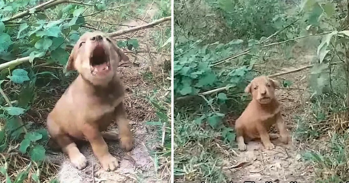 Little Injured Puppy was Found Crying so Much in Pain and He Doesn’t Trust Anyone