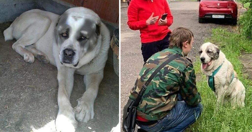 The Dog Wandered To Find The Owner In Fatigue And The Truth Stunned Us