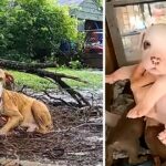 Mama Dog Giving Birth, Lonely, Chained up Under Heavy Rain