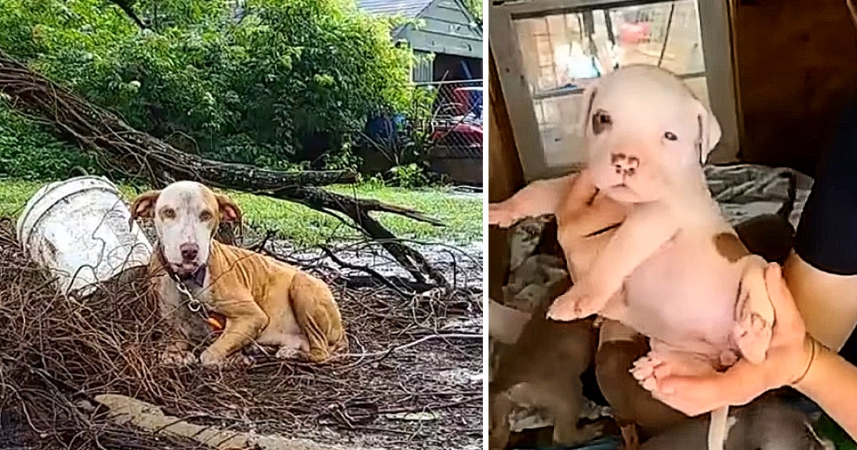 Mama Dog Giving Birth, Lonely, Chained up Under Heavy Rain