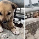 Poor Puppy Sad And Cried In Desperation When Abandoned On The Bridge