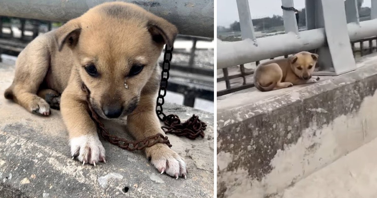 Poor Puppy Sad And Cried In Desperation When Abandoned On The Bridge