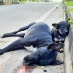 Devastated puppy stands by her mom on the road, waiting for her to get up