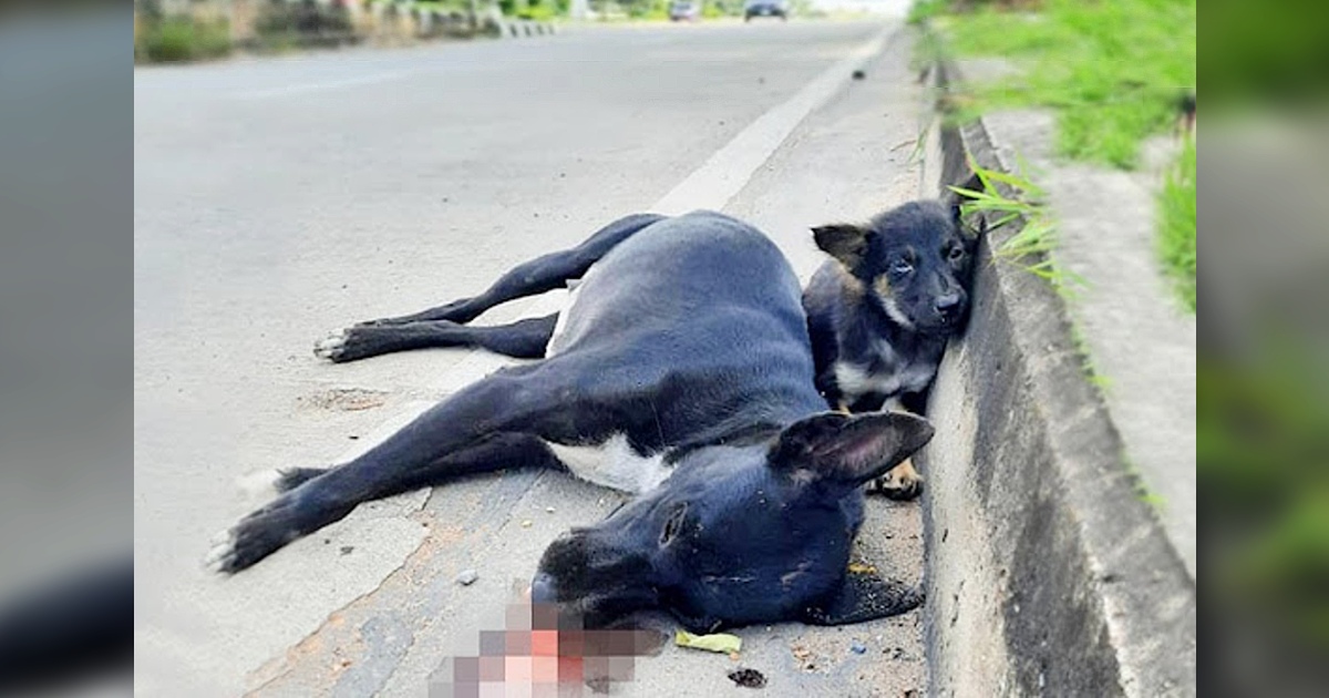 Devastated puppy stands by her mom on the road, waiting for her to get up