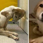 He Collapsed, Stressed Because The Owner Refused to Treat Him