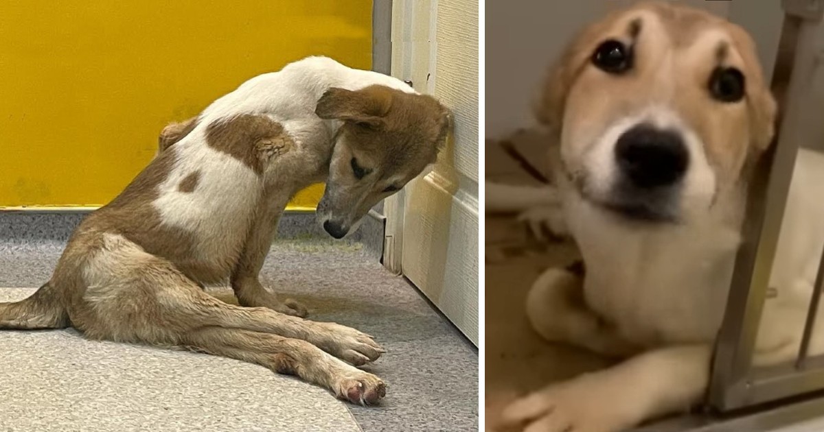 He Collapsed, Stressed Because The Owner Refused to Treat Him