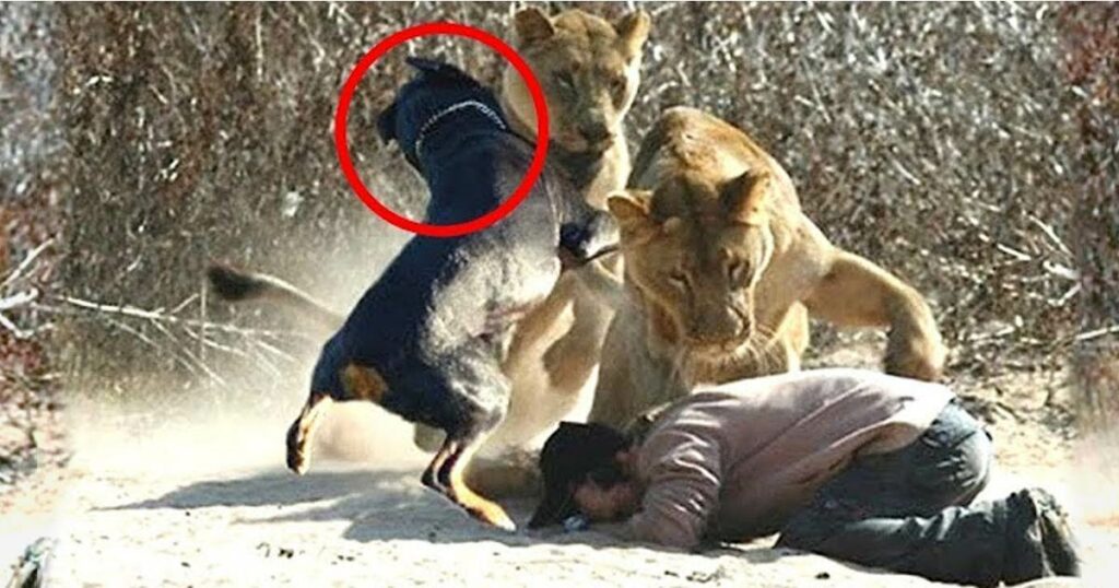 A courageous dog fearlessly faced two lions to save his owner, displaying an incredible act of heroism.