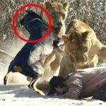 A courageous dog fearlessly faced two lions to save his owner, displaying an incredible act of heroism.