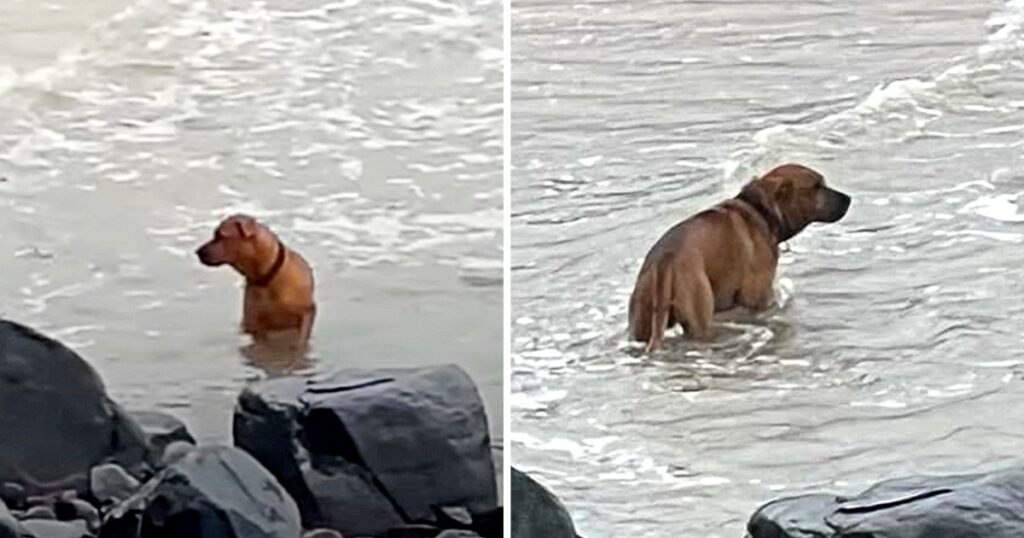 Abandoned And Heartbroken, This Dog Searched The Sea Every Day In Search Of His Owner