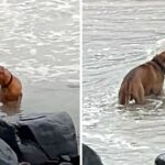 Abandoned And Heartbroken, This Dog Searched The Sea Every Day In Search Of His Owner