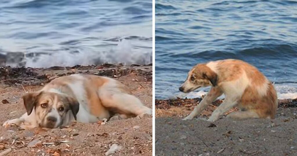 Homeless Dog Continued To Chase People on The Beach Until Someone Helped Her