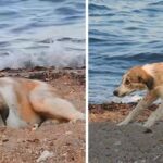 Homeless Dog Continued To Chase People on The Beach Until Someone Helped Her