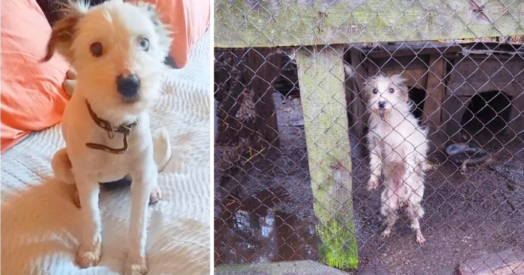 Heartbreaking Story of Abandoned Dogs: The Power of Love and Compassion