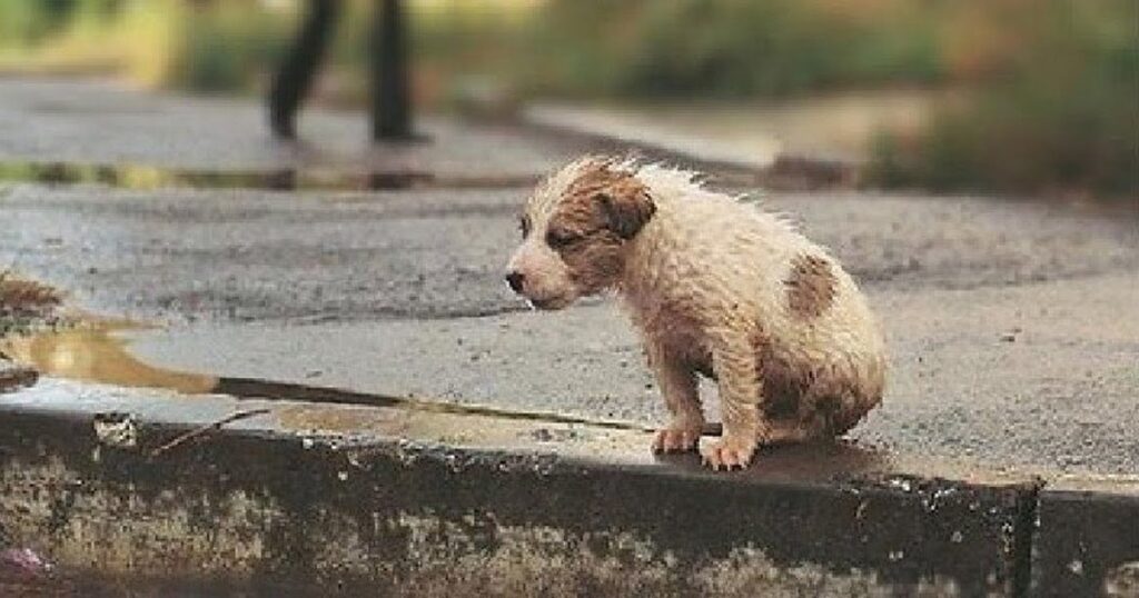 Little Puppy Abandoned In The Rain, Cold, Shrinking for Protect Herself And Trying Not to Collapse