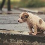 Little Puppy Abandoned In The Rain, Cold, Shrinking for Protect Herself And Trying Not to Collapse