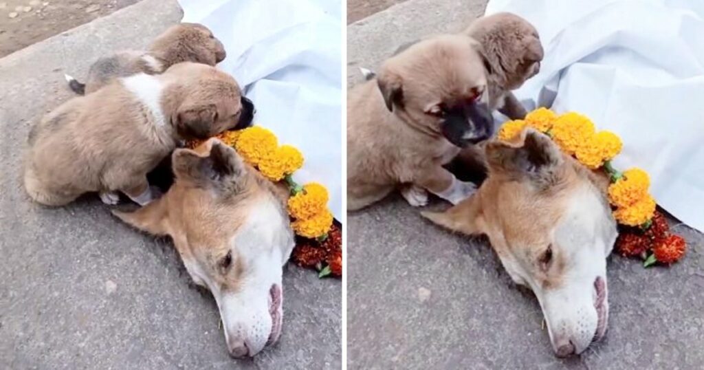 Touching Moment: Two Dogs Bid a Tearful Farewell to Their Ailing Mother