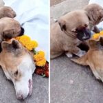 Touching Moment: Two Dogs Bid a Tearful Farewell to Their Ailing Mother