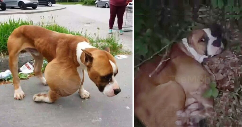 He was dumped in the forest with huge tumor, alone in cold and sadness waiting for his end in agony