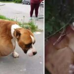 He was dumped in the forest with huge tumor, alone in cold and sadness waiting for his end in agony