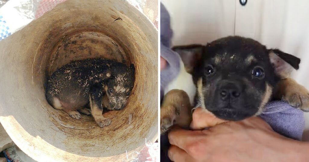 Rescue a little dog that is living by himself in a landfill with broken barrels for a home has lost his mother