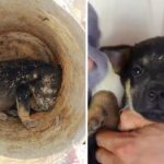 Rescue a little dog that is living by himself in a landfill with broken barrels for a home has lost his mother