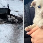 5 Little Puppies wait mom every day without knowing she is lying nearby but Passed Away