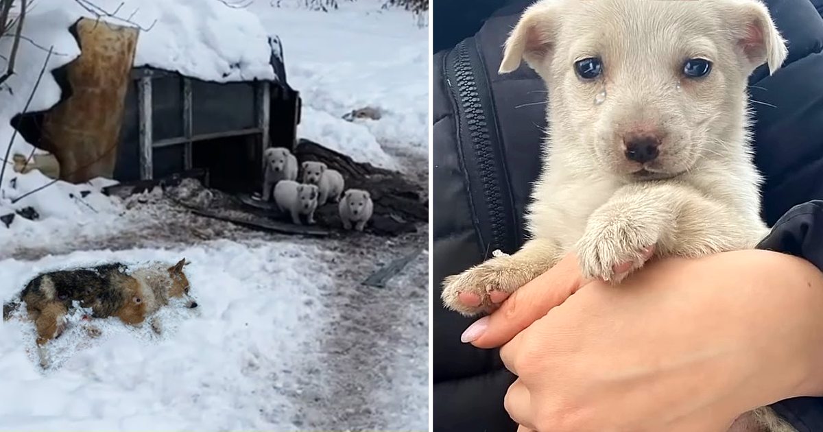 5 Little Puppies wait mom every day without knowing she is lying nearby but Passed Away